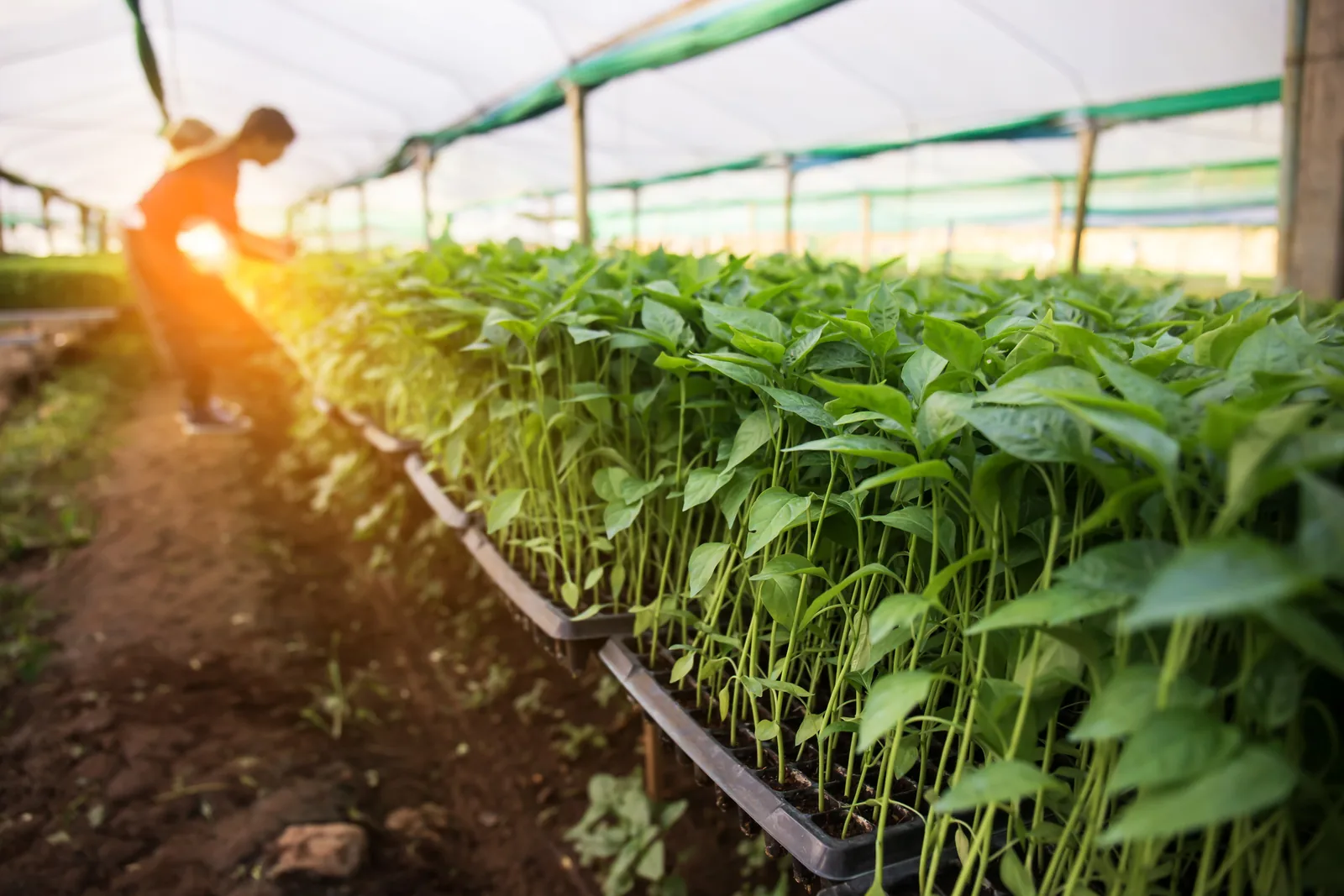 Two farmers tending rows of leafy green seedlings in trays inside a sunlit greenhouse tunnel