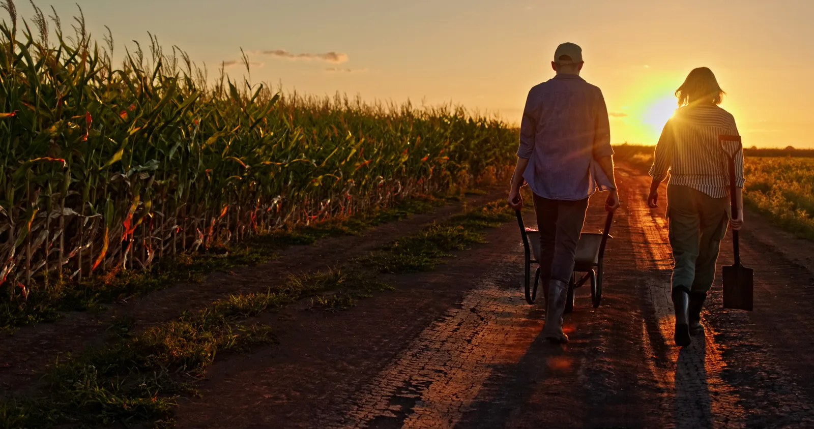 Two farmers walking down a dirt farm road at sunset, one pushing a wheelbarrow and one carrying a shovel, past rows of corn